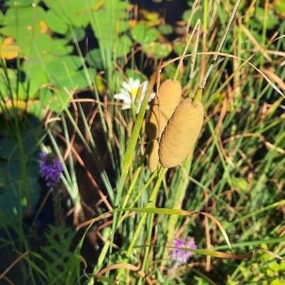 Typha minima Çiçek