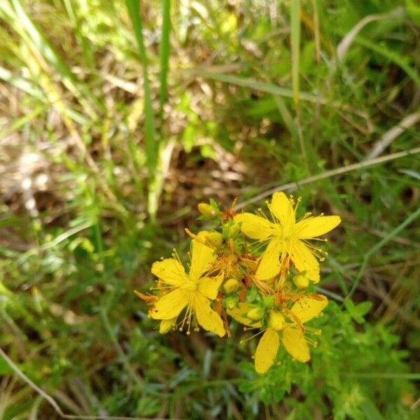 Hypericum perfoliatum Çiçek