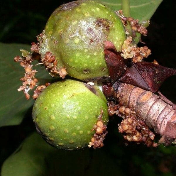 Ficus cahuitensis ഫലം