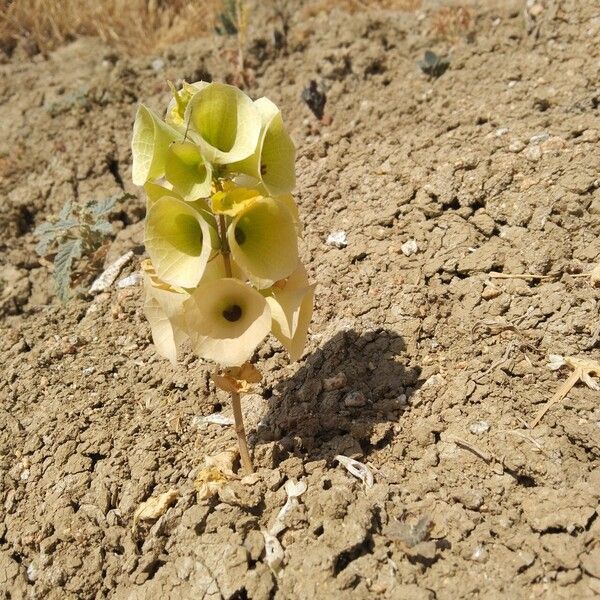 Moluccella laevis Flower