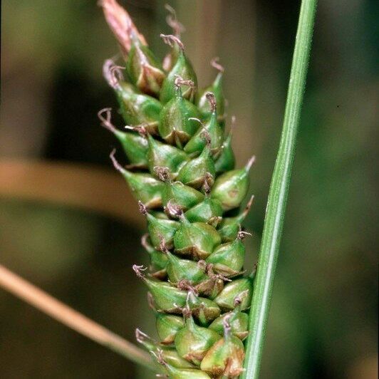 Carex distans Fruit