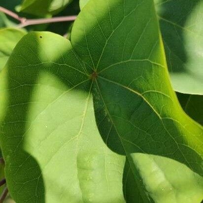 Cercis siliquastrum Лист