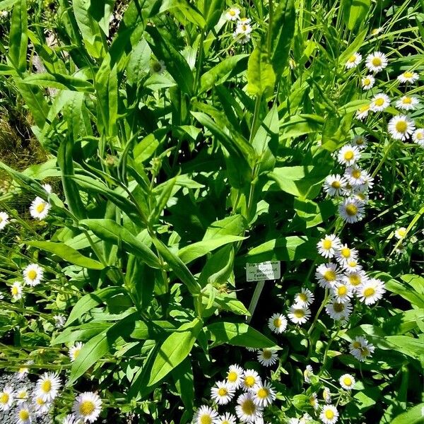 Erigeron speciosus Habitus