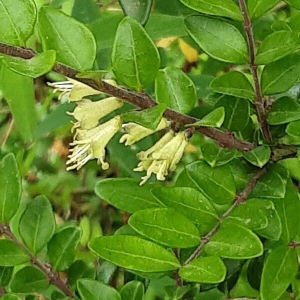 Lonicera ligustrina Flor