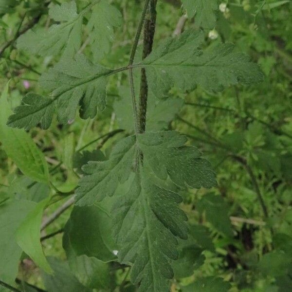 Chaerophyllum temulum Leaf