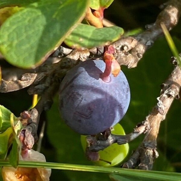 Vaccinium uliginosum Плод