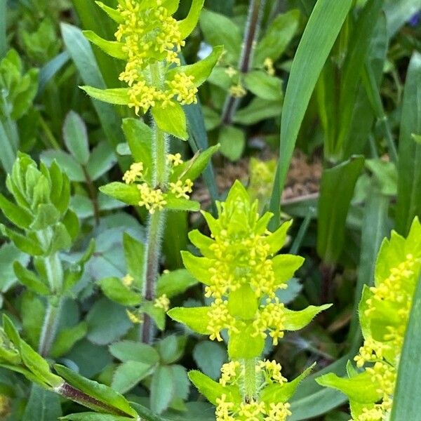 Cruciata laevipes Λουλούδι