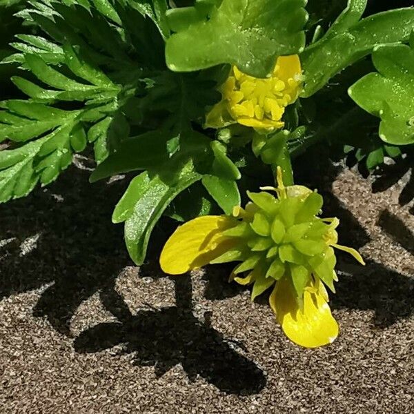 Ranunculus muricatus Λουλούδι