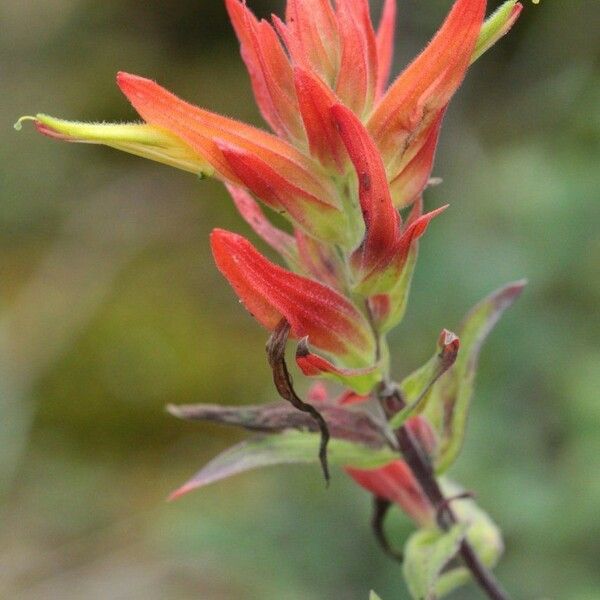 Castilleja tenuiflora Цвят