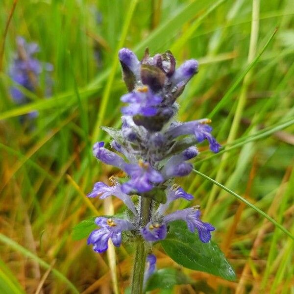 Ajuga reptans Blomma