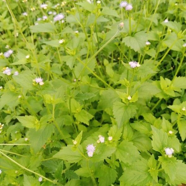 Ageratum conyzoides Liść