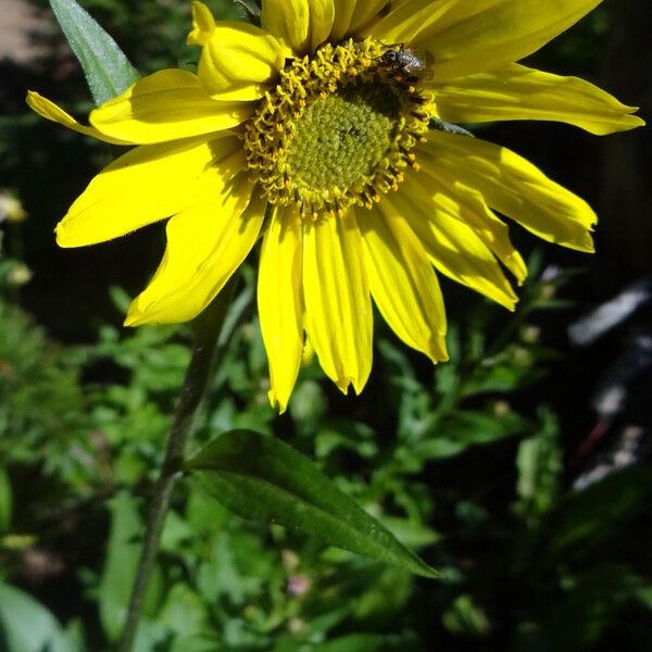 Arnica mollis Fiore