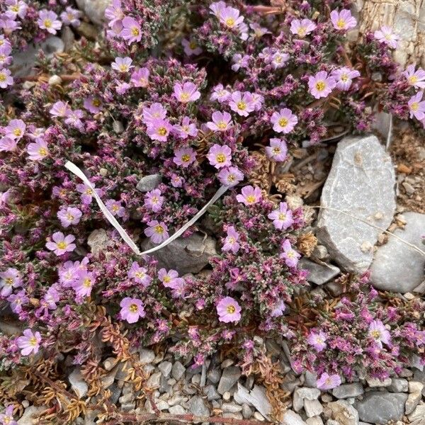 Frankenia hirsuta Fiore