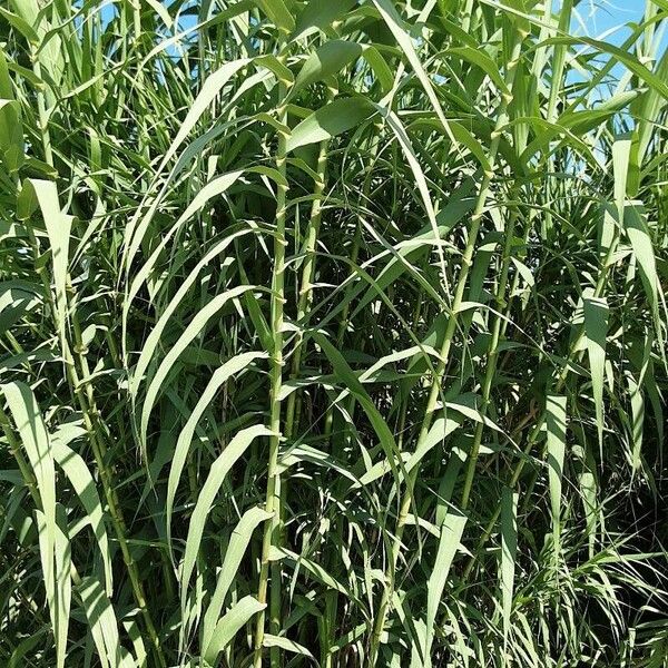 Arundo donax Агульны выгляд