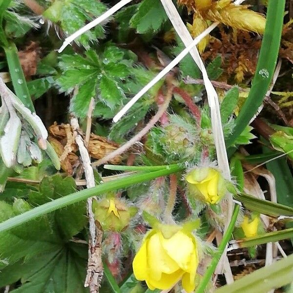 Potentilla verna Habit