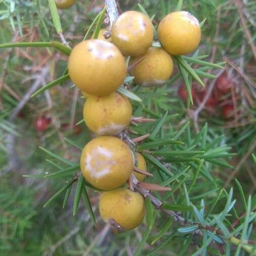 Juniperus oxycedrus 果実