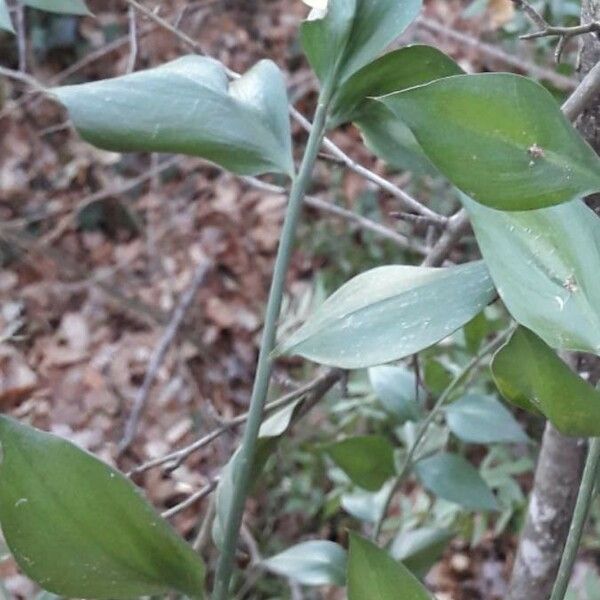 Ruscus aculeatus Hoja