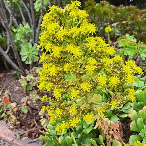 Aeonium undulatum Цветок