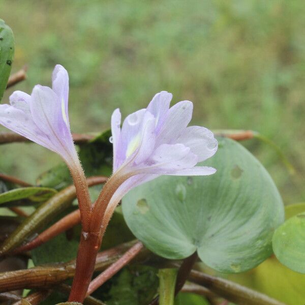 Heteranthera limosa Квітка