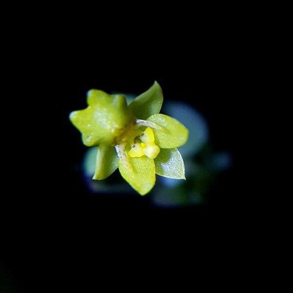 Lockhartia micrantha Flower