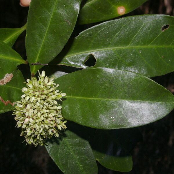 Ixora finlaysoniana Λουλούδι