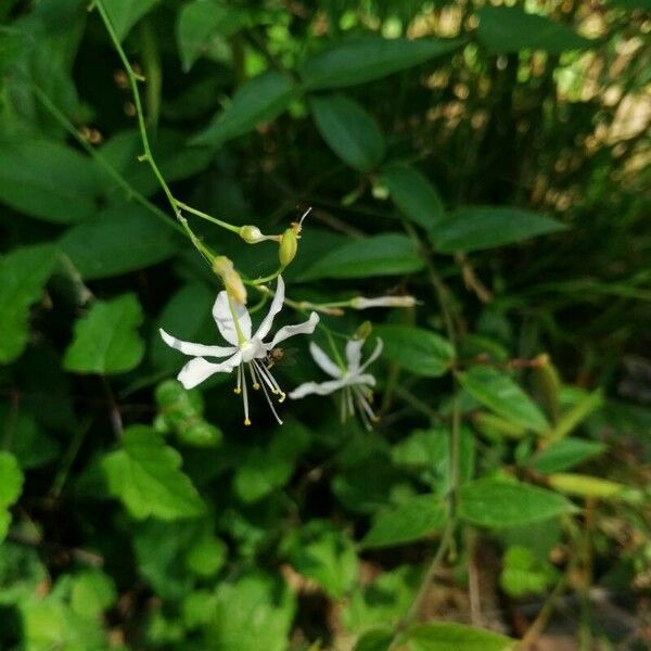 Anthericum ramosum പുഷ്പം