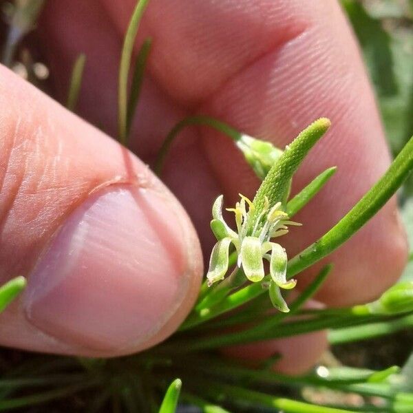 Ranunculus minimus Žiedas