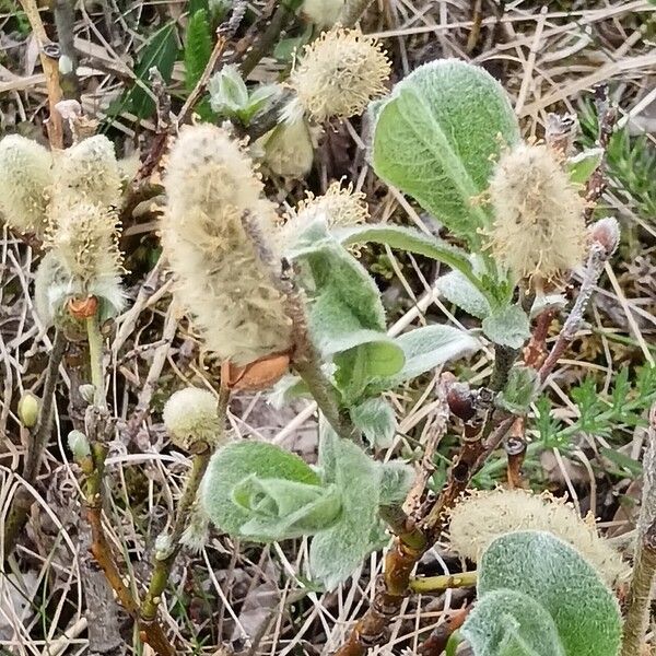 Salix lanata Flor