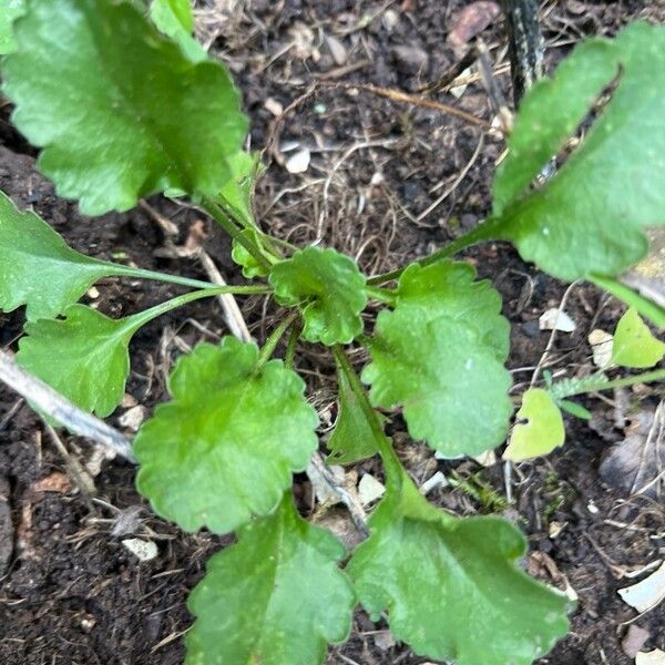 Leucanthemum ircutianum Leaf