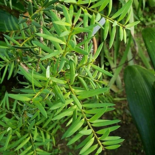 Afrocarpus usambarensis Blatt