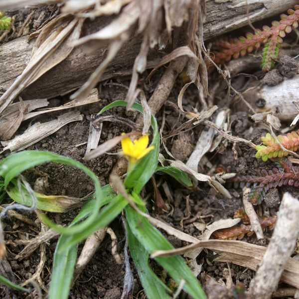 Hypoxis angustifolia Yeri