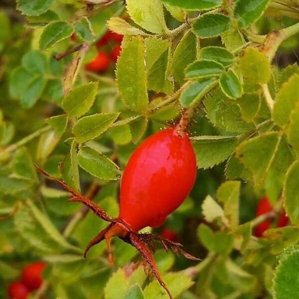 Rosa rubiginosa Frukt