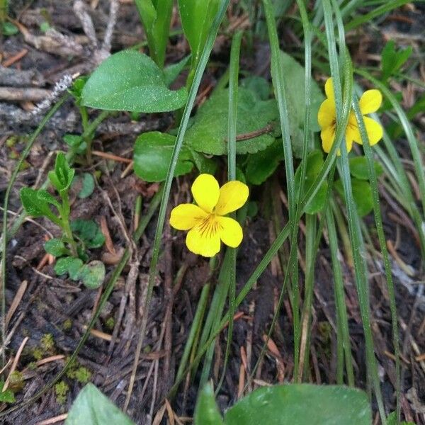 Viola sempervirens Květ