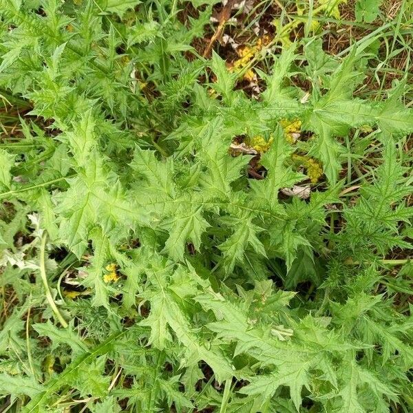 Echinops sphaerocephalus Leaf