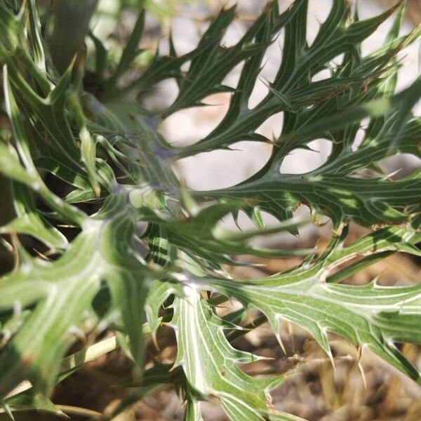 Eryngium amethystinum Blad