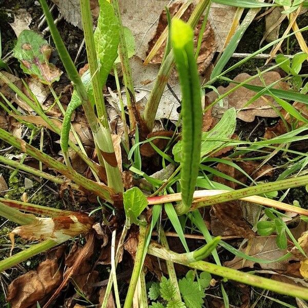 Rumex obtusifolius Kôra