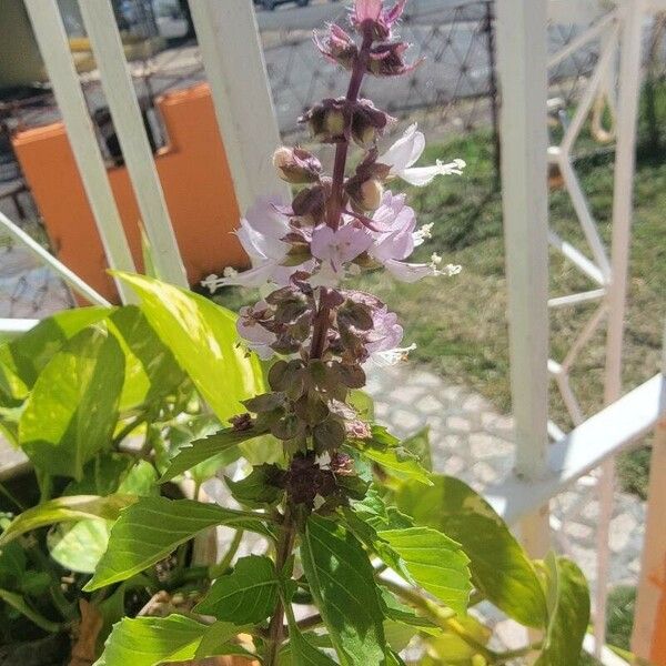 Ocimum americanum Floare