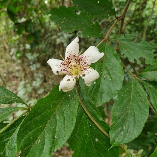 Rothmannia urcelliformis Квітка