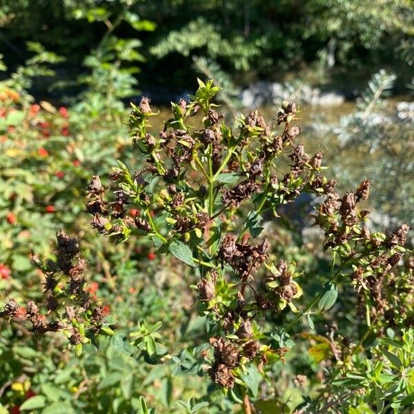 Hypericum annulatum Квітка