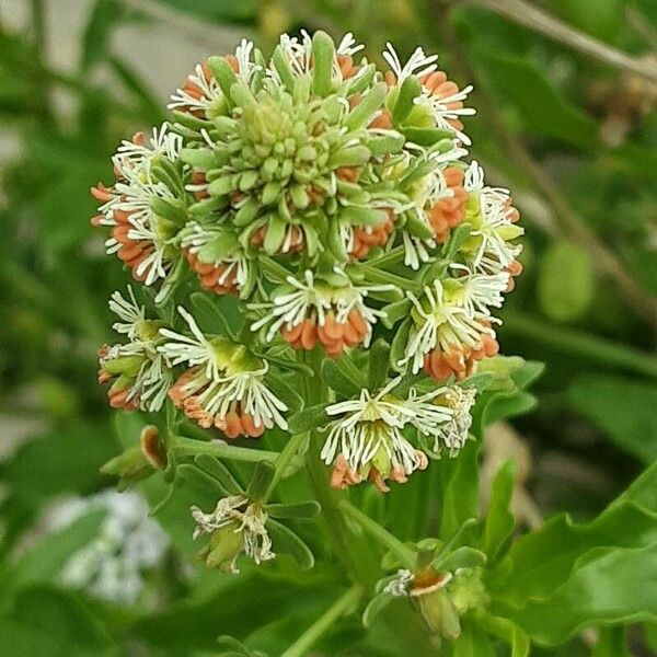 Reseda odorata Kukka