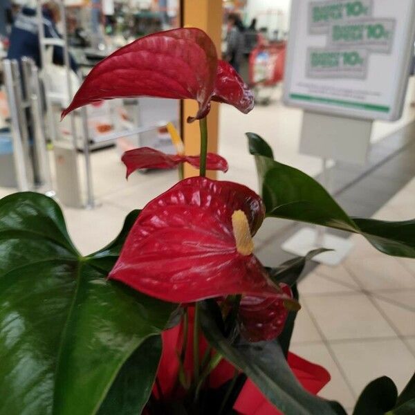 Anthurium scherzerianum Çiçek