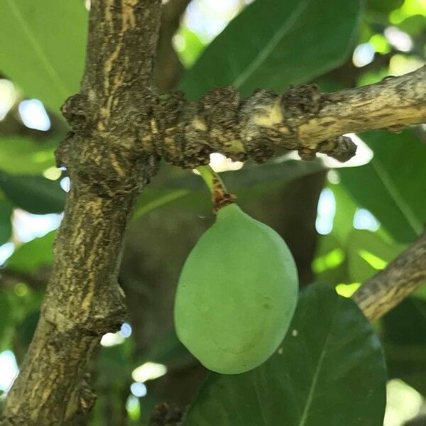 Garcinia livingstonei Vili