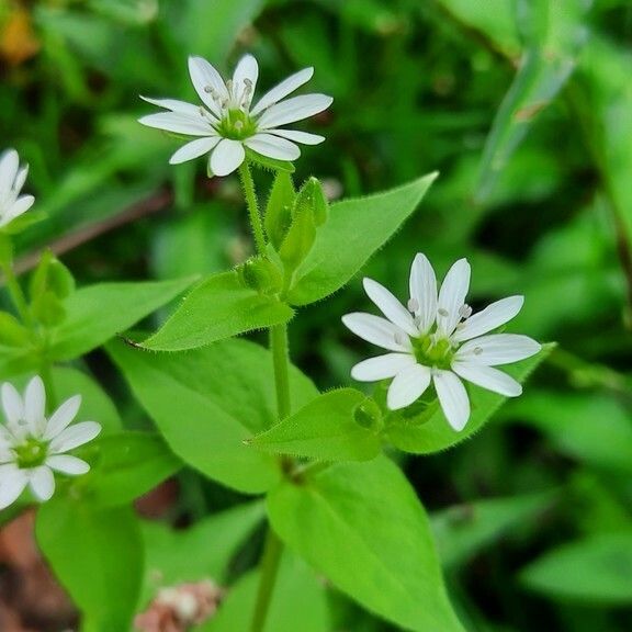 Stellaria nemorum Floare