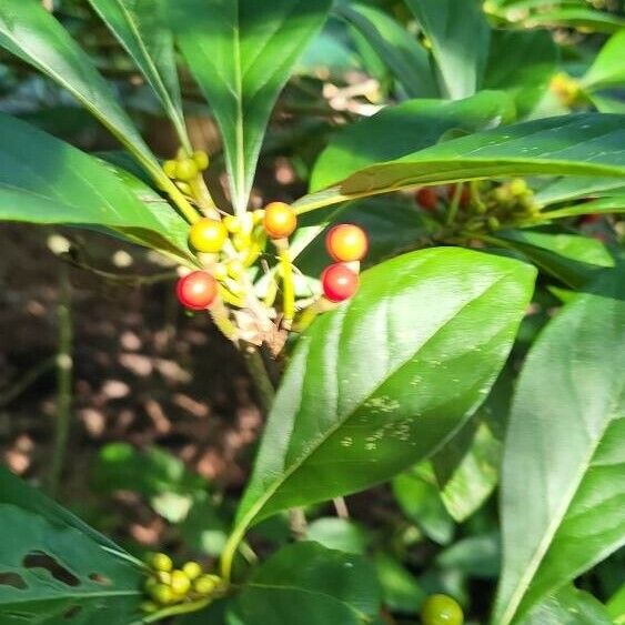 Lindera erythrocarpa Fruit