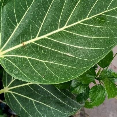 Ficus benghalensis Leaf