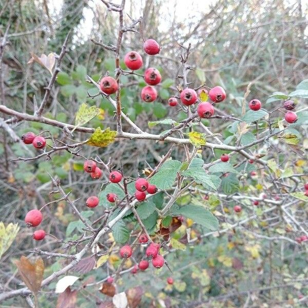 Crataegus laciniata Vaisius