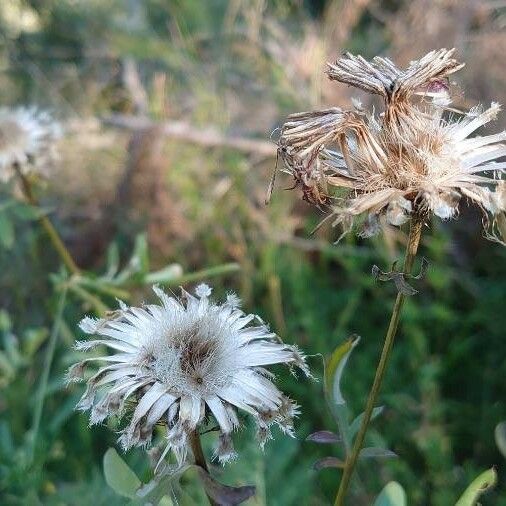 Centaurea scabiosa Other