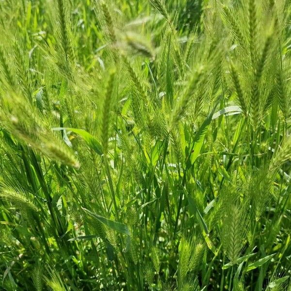 Hordeum pusillum Fruit