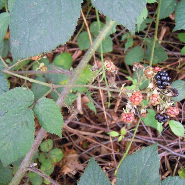 Rubus loehrii Fruit