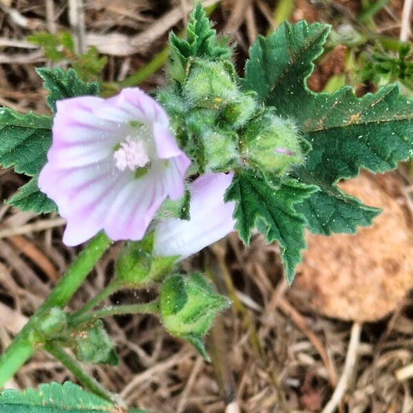 Malva nicaeensis Kvet